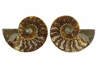 Cut & Polished, Agatized Ammonite Fossil - Madagascar #344146