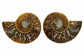 Cut & Polished, Agatized Ammonite Fossil - Madagascar #344151