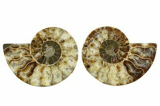Cut & Polished, Agatized Ammonite Fossil - Madagascar #344152