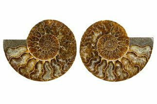 Cut & Polished, Agatized Ammonite Fossil - Madagascar #344153