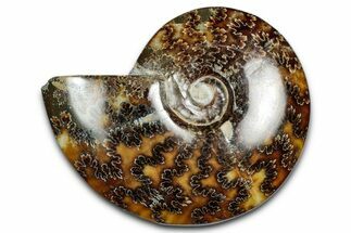 Polished Ammonite (Cleoniceras) Fossil - Madagascar #339254