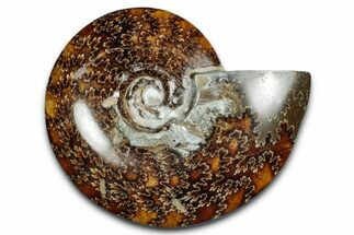 Polished Ammonite (Cleoniceras) Fossil - Madagascar #339258
