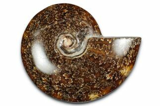 Polished Ammonite (Cleoniceras) Fossil - Madagascar #339259