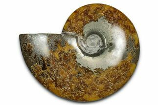 Polished Ammonite (Cleoniceras) Fossil - Madagascar #339263
