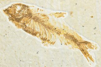 Bargain, Fossil Fish (Knightia) - Wyoming #346014