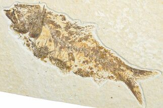 Bargain, Fossil Fish (Knightia) - Wyoming #346019