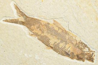 Detailed Fossil Fish (Knightia) - Wyoming #346023