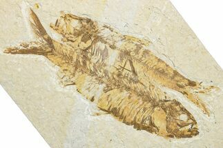 Plate of Two Fossil Fish (Knightia) - Wyoming #346029