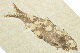 Detailed Fossil Fish (Knightia) - Wyoming #346034