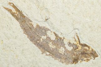 Bargain, Fossil Fish (Knightia) - Wyoming #346038