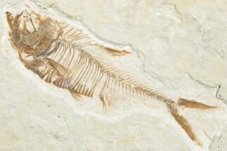 Detailed Fossil Fish (Diplomystus) - Wyoming #346046