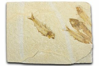 Plate of Four Fossil Fish (Knightia) - Wyoming #346047