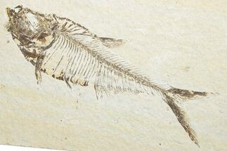 Detailed Fossil Fish (Diplomystus) - Wyoming #346048