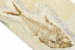 Detailed Fossil Fish (Diplomystus) - Wyoming #346051
