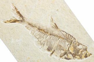 Detailed Fossil Fish (Diplomystus) - Wyoming #346055