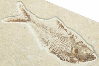 Detailed Fossil Fish (Diplomystus) - Wyoming #346060