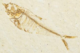 Juvenile Fossil Fish (Diplomystus) - Wyoming #346063