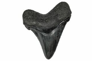 Serrated Angustidens Tooth - Megalodon Ancestor #340370