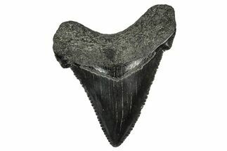 Serrated Angustidens Tooth - Megalodon Ancestor #340381