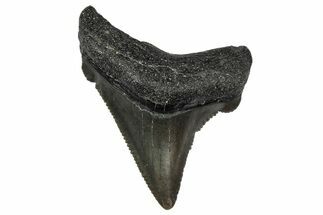Serrated Angustidens Tooth - Megalodon Ancestor #340382