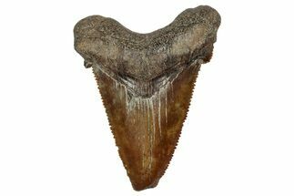 Serrated Angustidens Tooth - Megalodon Ancestor #340386
