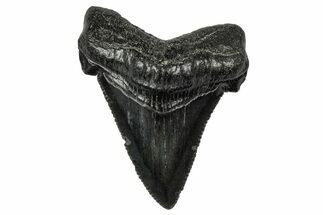 Serrated Angustidens Tooth - Megalodon Ancestor #340387