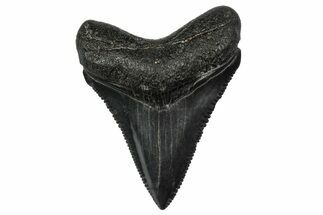 Serrated, Juvenile Megalodon Tooth - South Carolina #340527