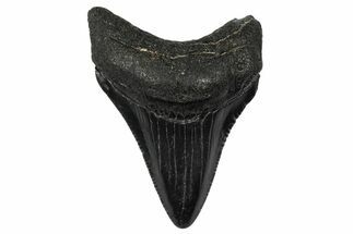 Juvenile Megalodon Tooth - South Carolina #340528