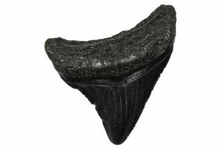 Serrated, Juvenile Megalodon Tooth - South Carolina #340529