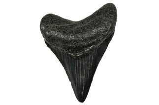 Juvenile Megalodon Tooth - South Carolina #340530