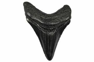 Juvenile Megalodon Tooth - South Carolina #340541