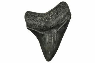 Juvenile Megalodon Tooth - South Carolina #340542