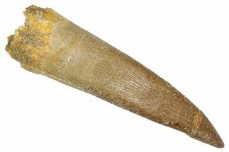 Fossil Plesiosaur (Zarafasaura) Tooth - Morocco #344233