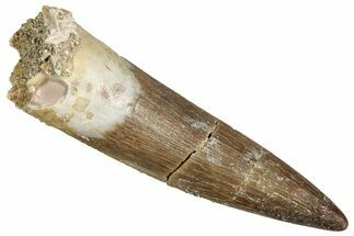 Fossil Plesiosaur (Zarafasaura) Tooth - Morocco #344254