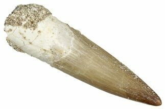 Fossil Plesiosaur (Zarafasaura) Tooth - Morocco #344259