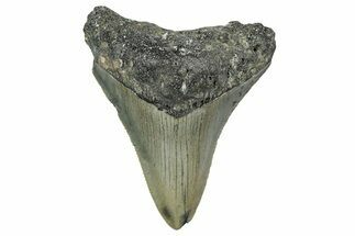 Serrated, Juvenile Megalodon Tooth - North Carolina #345686