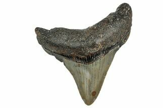 Serrated, Juvenile Megalodon Tooth - North Carolina #345687