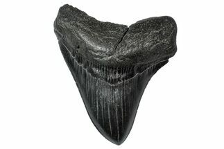 Serrated, Fossil Megalodon Tooth - South Carolina #340148