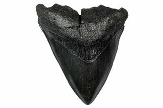 Fossil Megalodon Tooth - South Carolina #340200