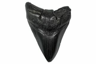 Fossil Megalodon Tooth - South Carolina #340201