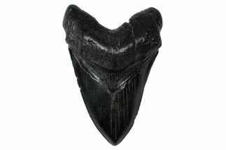 Fossil Megalodon Tooth - South Carolina #340204