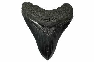 Serrated, Fossil Megalodon Tooth - South Carolina #340210