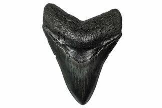 Fossil Megalodon Tooth - South Carolina #340211