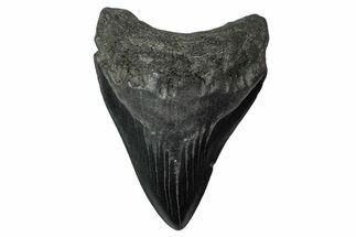 Fossil Megalodon Tooth - South Carolina #340214