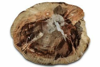 Rare Petrified Wood (Schilderia) End-Cut - Arizona #346213