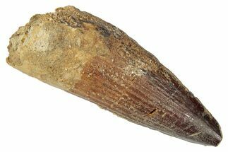 Fossil Spinosaurus Tooth - Real Dinosaur Tooth #346285