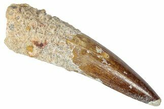 Fossil Spinosaurus Tooth - Real Dinosaur Tooth #346289