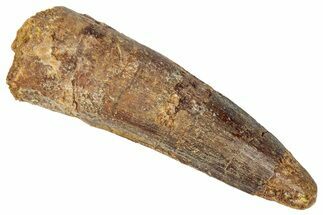 Fossil Spinosaurus Tooth - Real Dinosaur Tooth #346310