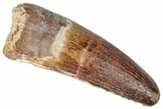 Real Fossil Spinosaurus Tooth - Beautiful Preservation #346315