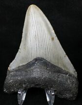 Juvenile Megalodon Tooth - North Carolina #18601